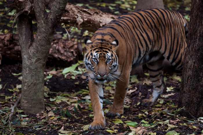 The Sumatran tiger, found only on the Indonesian island of Sumatra, is the smallest tiger subspecies. Males weigh just 100-140 kg (220-310 lb). This photo is of a Sumatran tiger at the Melbourne Zoo.