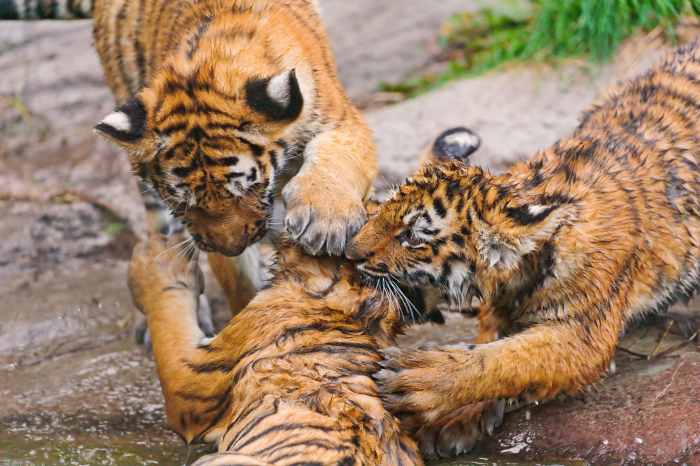 Tiger cubs playing aggressively (Don't worry, none of the cubs got hurt!)