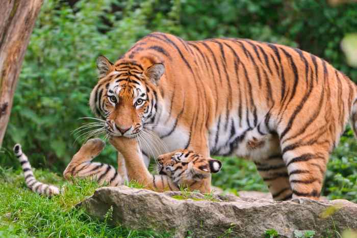 Mother Elena was playing with one of her cubs and the cub put his paw into her mouth
