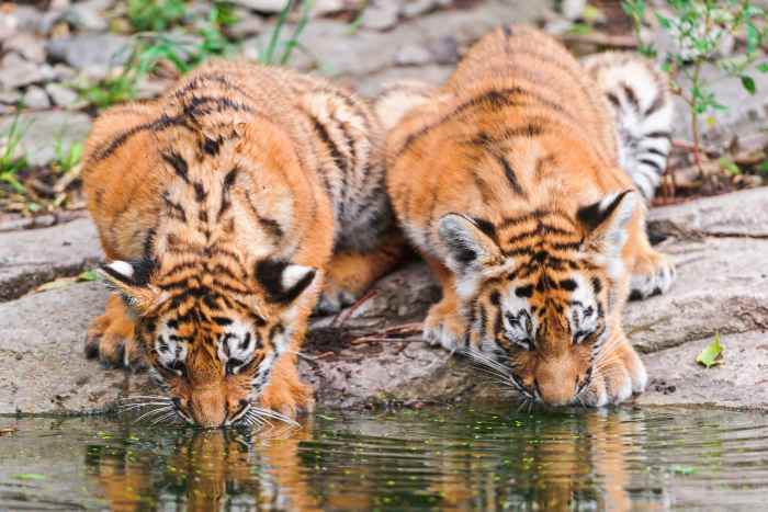 Liska (left) and Luva (right) drinking together at a pond