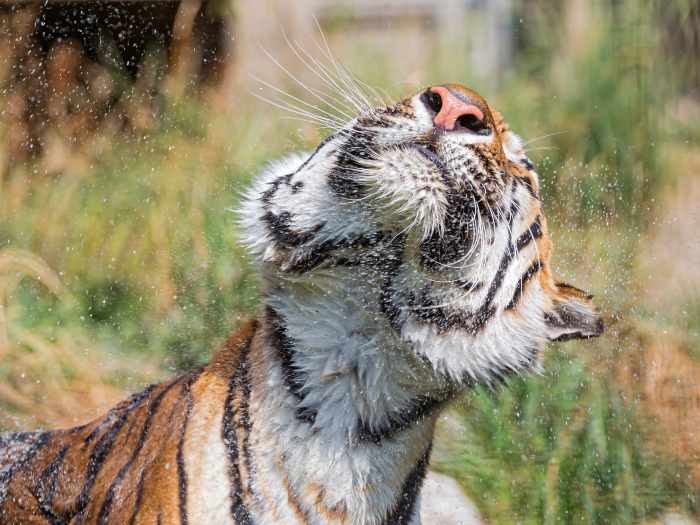 Tiger shaking off water after a swim at Raubtierpark Subingen in Switzerland