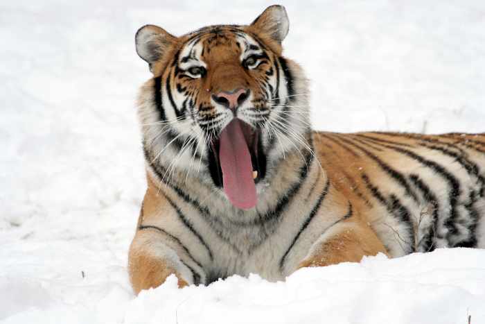 Siberian tiger yawning (Buffalo Zoo). Siberian tigers have thicker coats, a paler golden color, and fewer stripes than other subspecies.