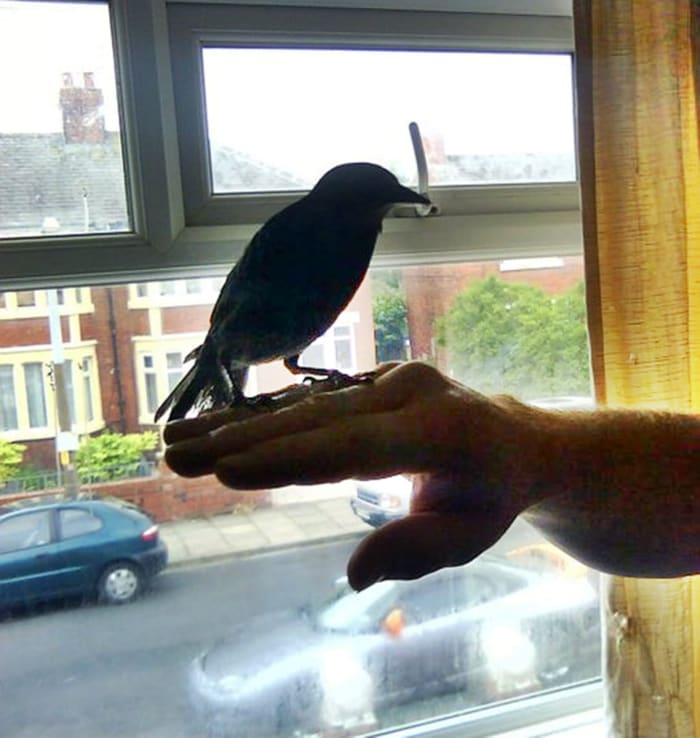 Chirpy (pictured) became increasingly friendly as time went by, but Tweety always kept her distance and seemed the wilder of the two starlings.