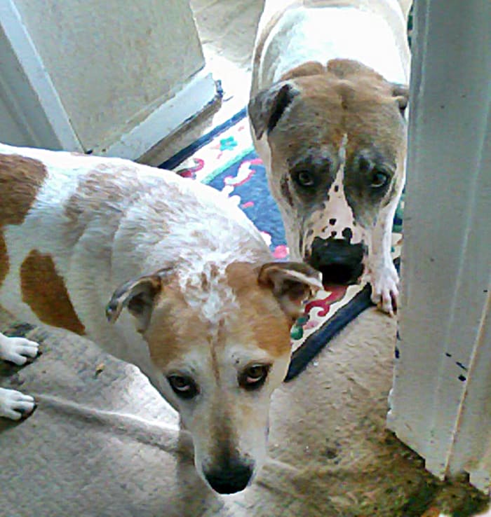 Two of the dogs, Squeaker and Roy, stand on the landing, confused as to why they can't go and lounge on the bed.