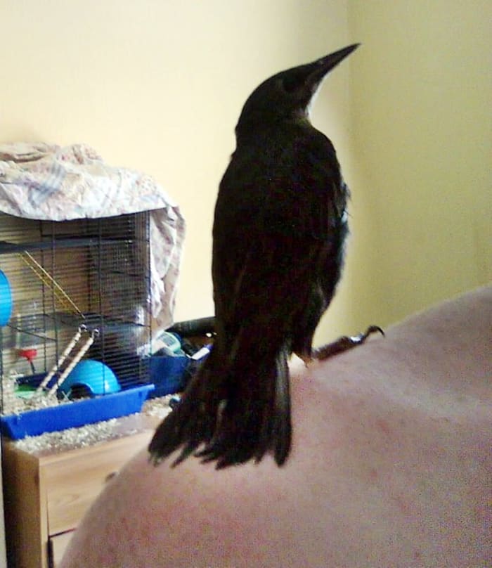 Chirpy taking a break from flying. In the background was our gerbil Flake's cage, which needed a sheet placed on top so that the birds would not poop on him.