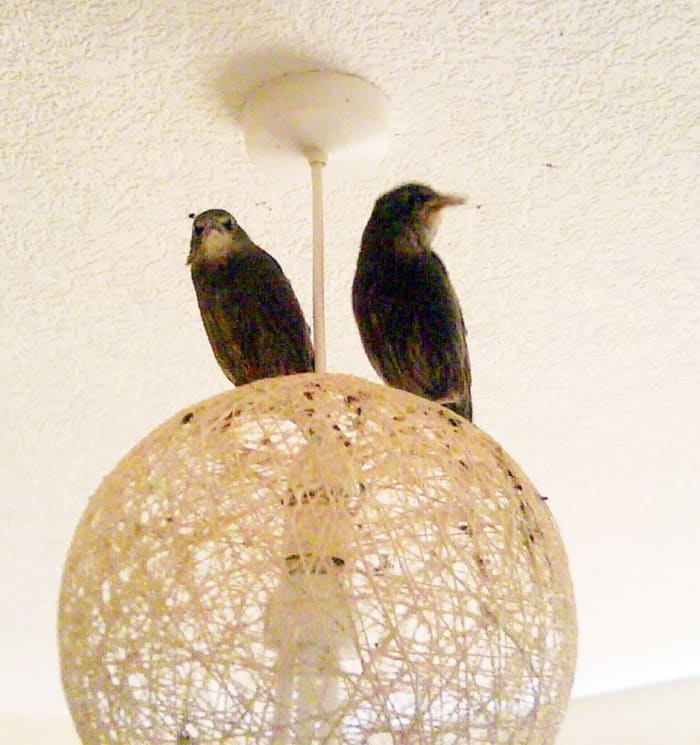Tweety and Chirpy were very adventurous when they learned how to fly. They took to sitting on the bedroom light and often wouldn't come down except to feed,