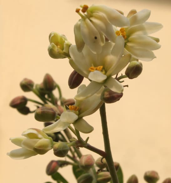 Moringa flower