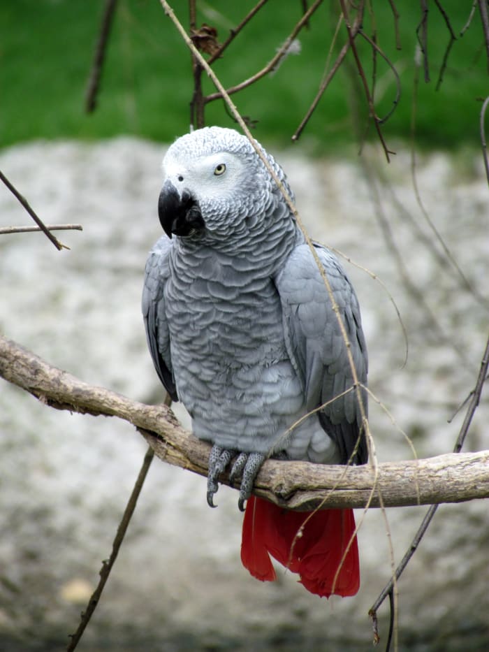Africa grey parrot image. The African grey parrot loves moringa leaves too.