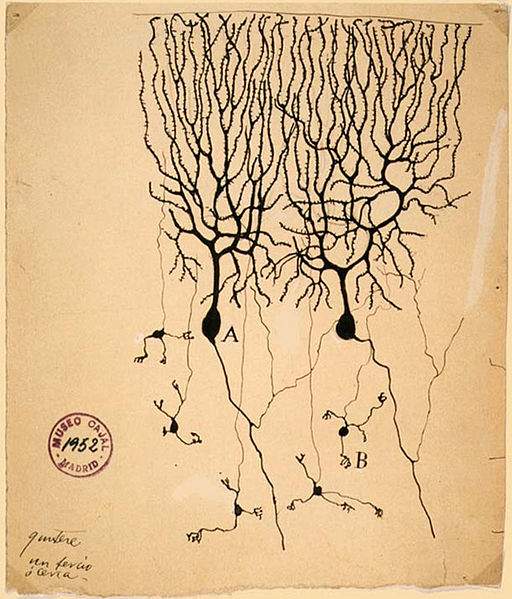 Drawing of Purkinje cells (A) and granule cells (B) from pigeon cerebellum by Santiago Ramón y Cajal, 1899; Instituto Cajal, Madrid, Spain.