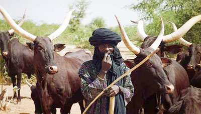 A Fulani herdsman cattle is exchanged as dowry