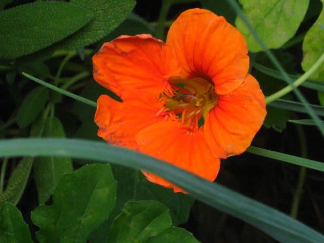 This edible flower benefits from the shade now during the dry summer months, but as the autumn rains approach it may benefit from the chopping and dropping of some of its neighbors, or it may itself be chopped and dropped.