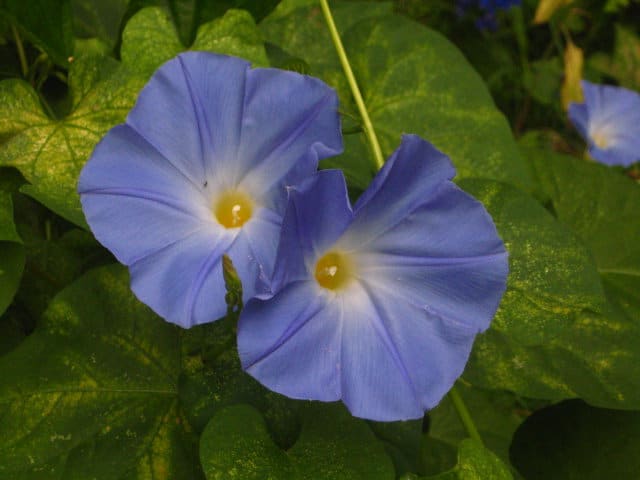 Morning glories at the height of their beauty, midday. Looking at this photo on its own, one might never guess that these flowers were not grown and tended by a gardener whose full attention was devoted to the needs of these flowers alone.
