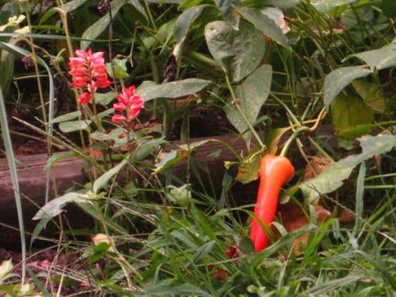 A photo showing the layering of various species of plants providing different functions cohabiting the same space in a perennial polyculture garden planted by the author.