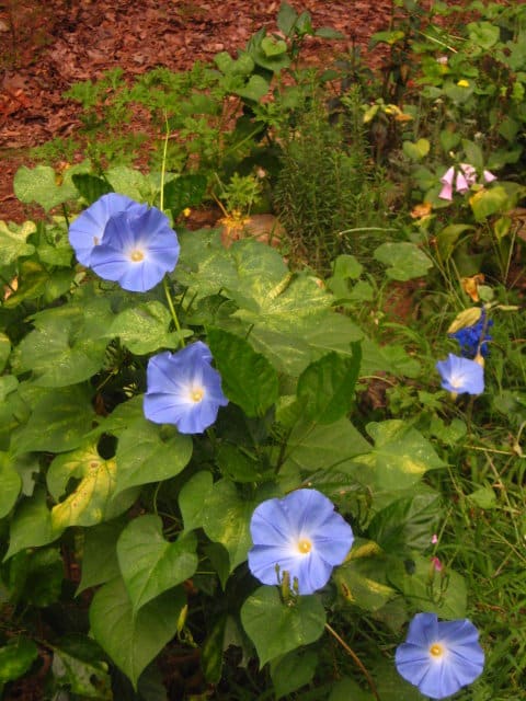 Taking a step back from these same morning glories, we see that they are simply one element within a highly diversified garden ecosystem.