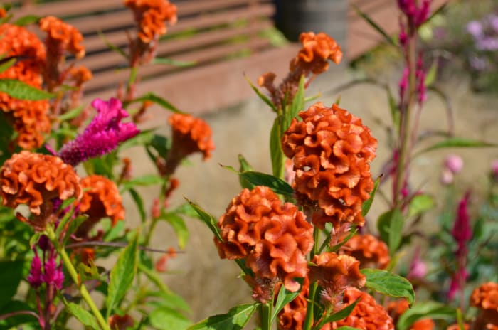 This is the brain celosia flower. It is a very strange or interesting looking flower! It feels like velvet to the touch, and looks fuzzy. I have been seeing these more and more in bouquets as of late. They make a neat cut flower.