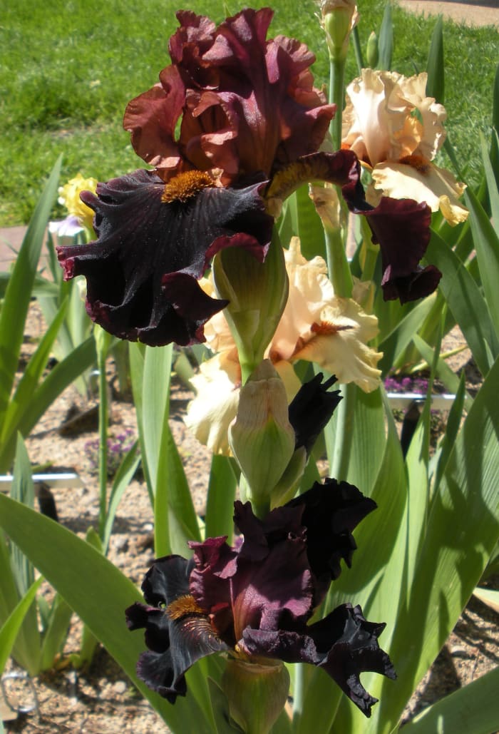 These beautiful bearded irises are a deep rust brown color. They are so unique.