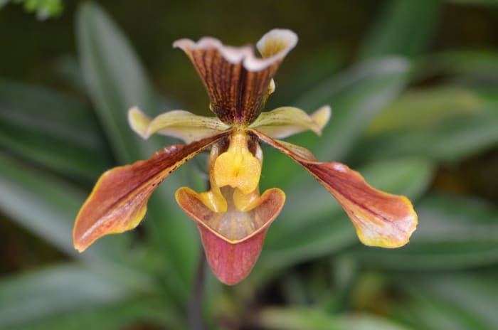 This one is a different kind of orchid, with such a unique design. The browns and warm tones are just gorgeous.