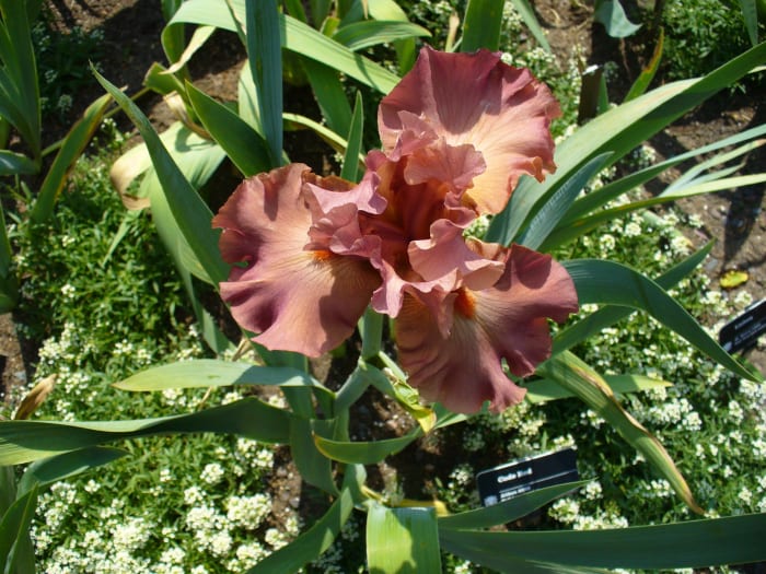 This Iris is simply gorgeous! I truly love the different color. Usually I see white or purple irises. This is a whole different "feel", in regards to color.