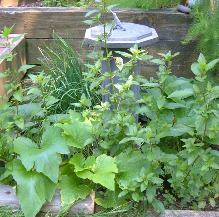 Companion Planting: Tomatoes, Marigolds and Basil - HubPages