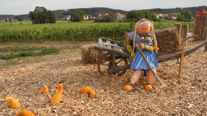 A lady scarecrow with a pumpkin head reclining against a single-wheeled wagon guarding scattered squash on the ground.