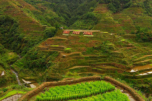 Banaue Rice Terraces - Home of Tapuy Rice Wine (Photo courtesy by Greenpeace Southeast Asia from Flickr.com)