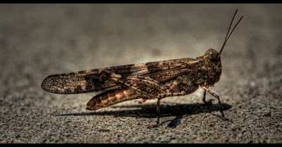 Locusts were used as an image for the impending destruction awaiting the Kingdom of Judah and its capital city Jerusalem.