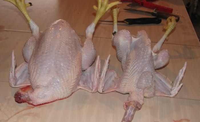 To the left we see a 9 week old Cornish Cross and to the left is a 20 week old heritage rooster - breed unspecified.