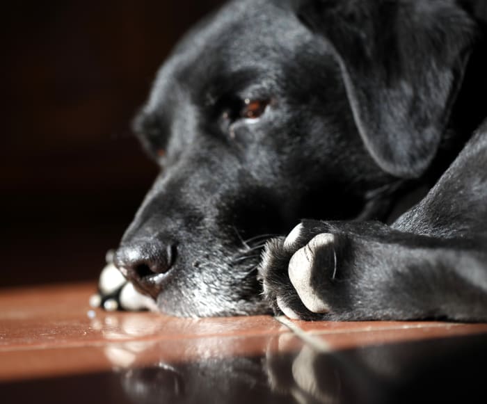 Dogs with intussusception will at first appear to have a simple stomach upset