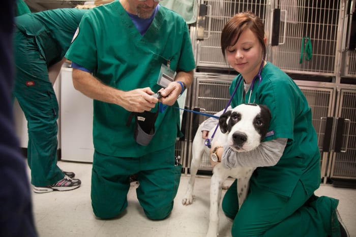 Dogs with intussuception require immediate medical treatment