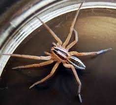 He or she is adorable, really, just stop thinking about the thing the way you were. This spider is definitely your friend.