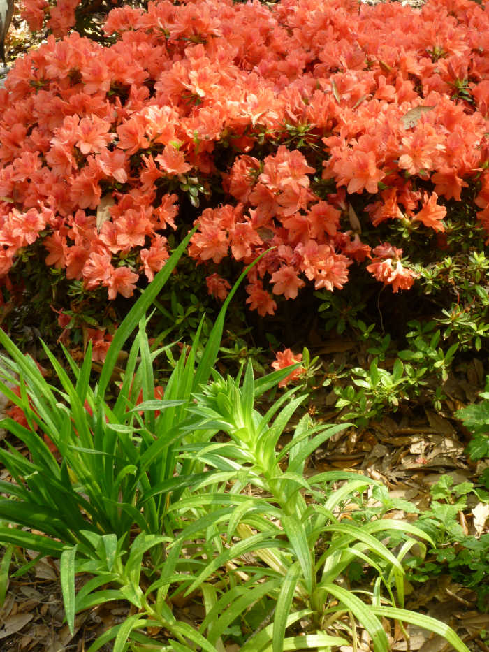 You can see that our Easter lilies are coming up in the foreground with the fashion azaleas in full bloom behind them.