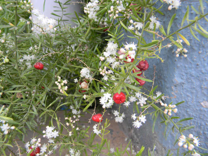 Shatavari Herb, the Asparagus racemosus Plant