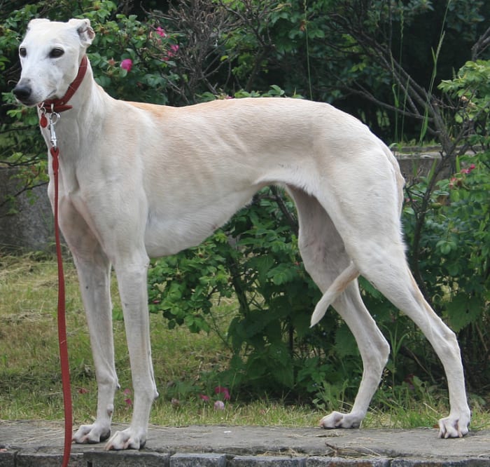 Top Ten Unrecognized Tallest Dogs - HubPages