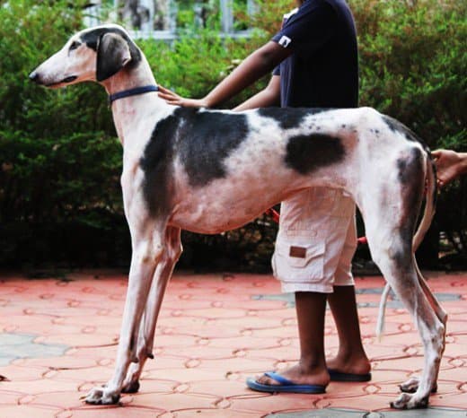 Top Ten Unrecognized Tallest Dogs - HubPages