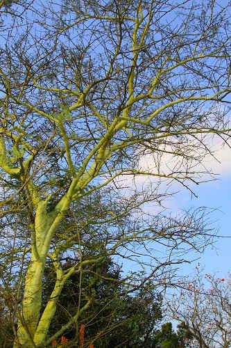 Until the cause of malaria was identified, people believed this tree to contribute in some way to the sickness