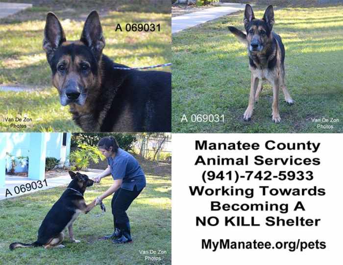 The eyes of this stray said everything. Trainer at MCAS for this shepard. This dog was adopted into a loving home almost two years ago.