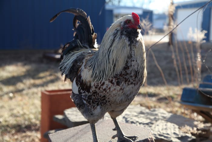 A good rooster who treats his flock well and respects his people is worth his weight in gold.
