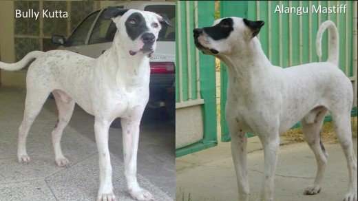 Pakistani Bully Kutta (Left) and Indian Bully Kutta (Right)