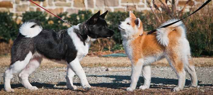Akita Inu The American Standard Allows, Akita to have black masked face but Japanese Akita breed standards doesn't allow.
