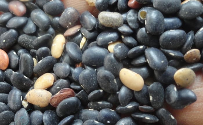 black horse gram seeds