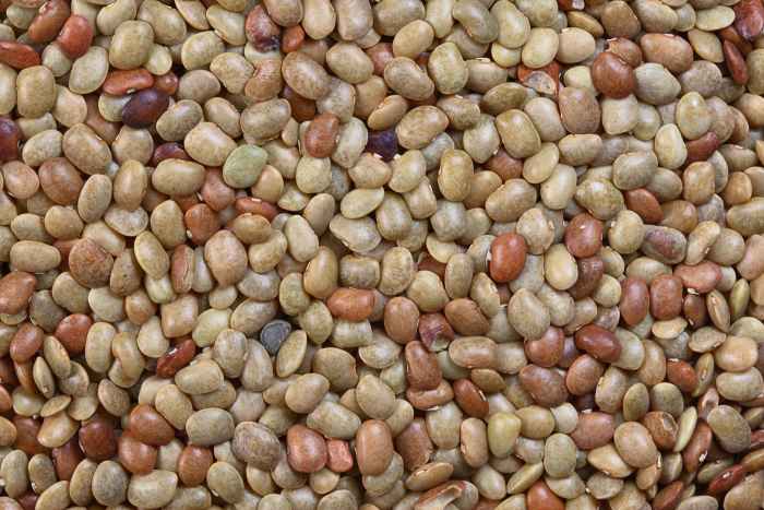 seeds of horsegram beans