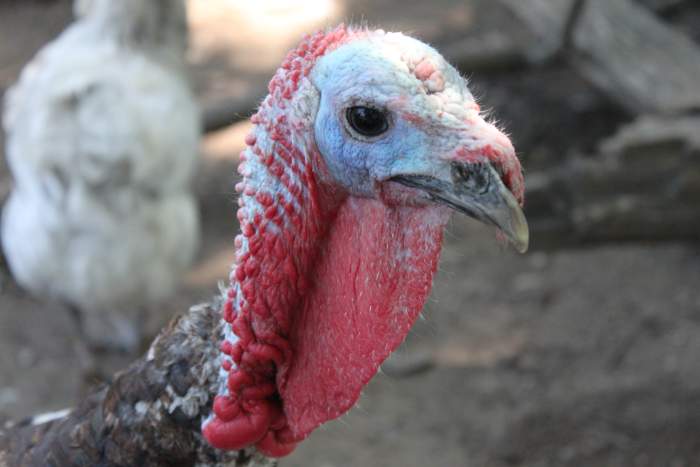 Fermenting feed can benefit all ages and species of domestic fowl.