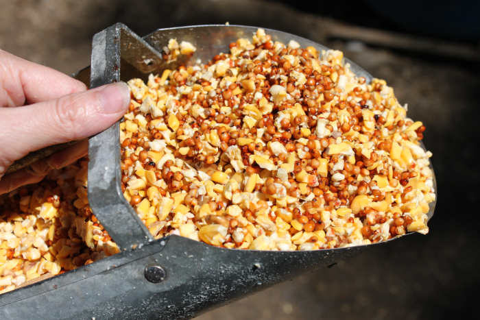 Most forms of dry chicken feed can be fermented easily, including scratch grains.