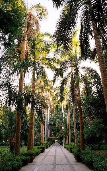 Palm tree avenue of Roystonea regia palms in the Aswan Botanical Garden on Kitchener's Island in the Nile, Aswan, Egypt.