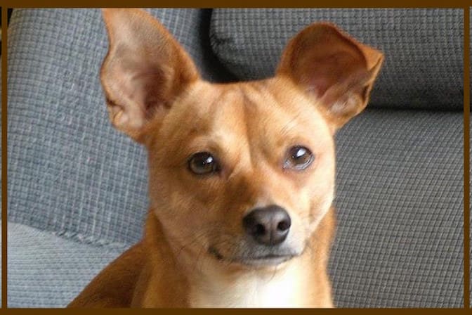 My dog Boo got a dog wart on his muzzle. I found an expensive dog wart removal solution I want to share with you.