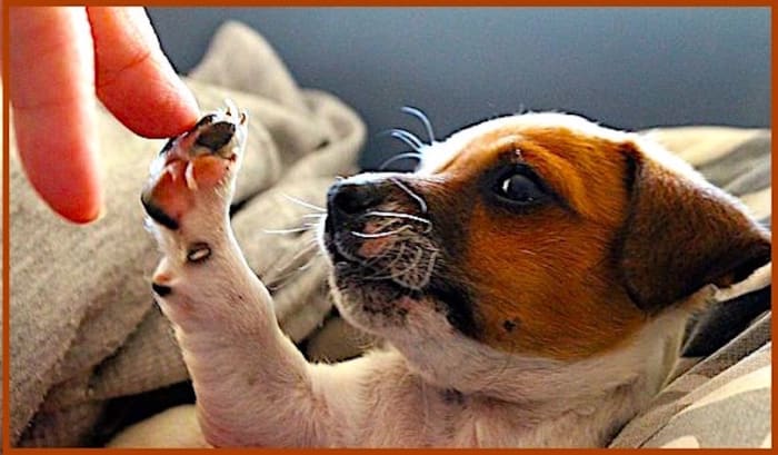 Dog warts are viruses and easily passed between dogs. Although dog warts can afflict dogs of any age, older dogs are more likely to develop warts if their immune systems are weakened by age.
