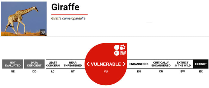 International Union for Conservation of Nature and Natural Resources Giraffe Vulnerable Species Scale