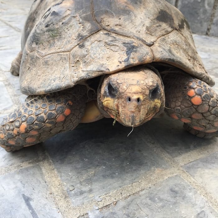 Top 8 Popular Pet Tortoise Types That Make Great Pets ...