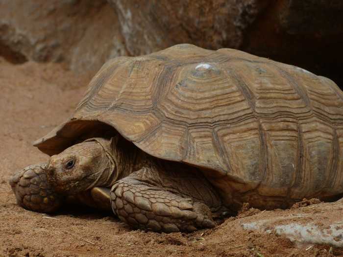 Top 8 Popular Pet Tortoise Types That Make Great Pets HubPages