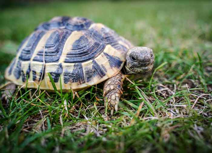 Top 8 Popular Pet Tortoise Types That Make Great Pets ...